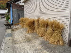 倉のガレージ前に、冬に使う稲を片付ける。コンバインで刈り取らないで残した稲を立てかけて乾燥させる。