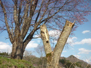 130504_野良の春