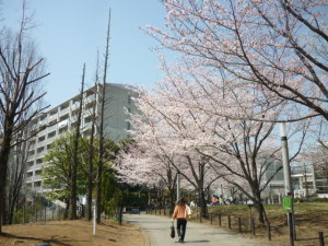 150330_朝桜