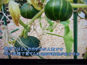 150820_ミニカボチャ 150820_ミニカボチャ