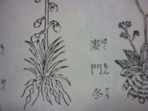 160207_薗に作る薬種（農業全書）